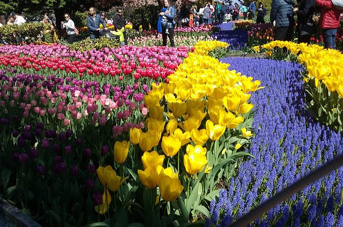 Tulip Festival and Skagit Valley Tour - What the guide adds to the day