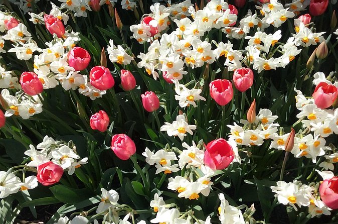 Tulip Festival and Skagit Valley Tour - Is $252.70 a fair price?