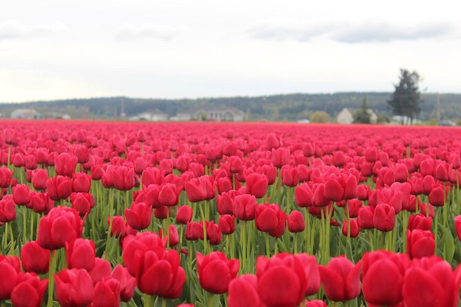 Tulip Festival at Skagit Valley ,La Conner and Deception Pass - Weather, clothing, and practical planning