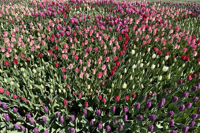 Tulip Festival in Skagit Valley Tour from Seattle - Tulip Town adds color, food, and extra cost