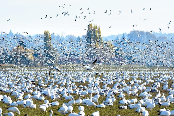 Tulip Festival in Skagit Valley Tour from Seattle - The final Mount Vernon stop and seasonal wildlife