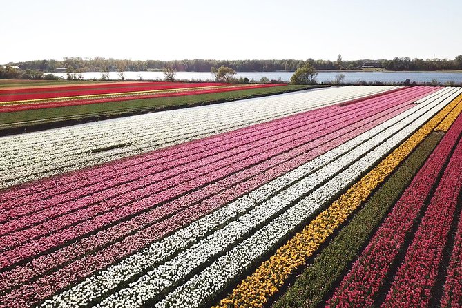 Tulip Fields near Keukenhof - Self-Drive Audio Tour for 2 People - Following the GPS route around Lisse