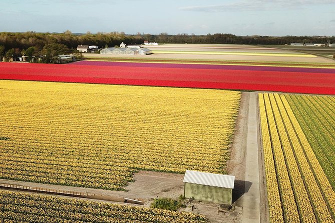 Tulip Fields near Keukenhof - Self-Drive Audio Tour for 2 People - What the flower season really means
