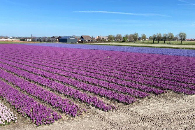 Tulip Fields near Keukenhof - Self-Drive Audio Tour for 2 People - Driving rules and who can participate