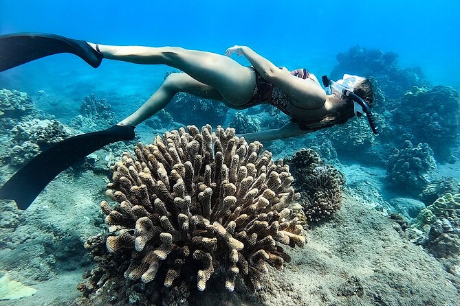 Turtle Gardens West Maui Snorkel Tour - Starting at Olowalu Beach near Lahaina