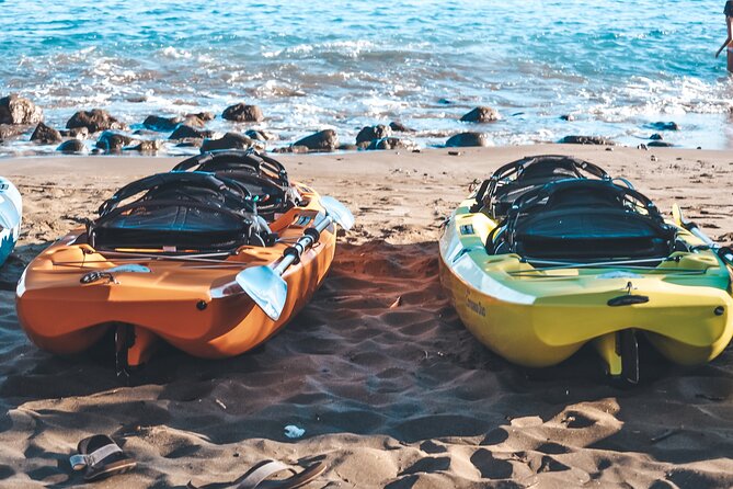 Turtle Gardens West Maui Snorkel Tour - More than turtles: seals, dolphins, and seasonal whales