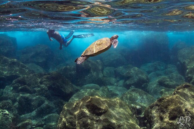 Turtle Gardens West Maui Snorkel Tour - What the included gear means for value