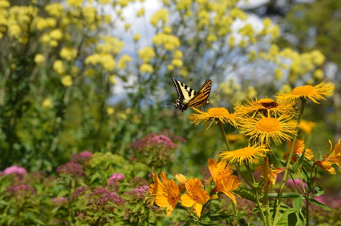 VanDusen Botanical Garden Admission Ticket - Enjoy the water, quiet paths, and seasonal colour