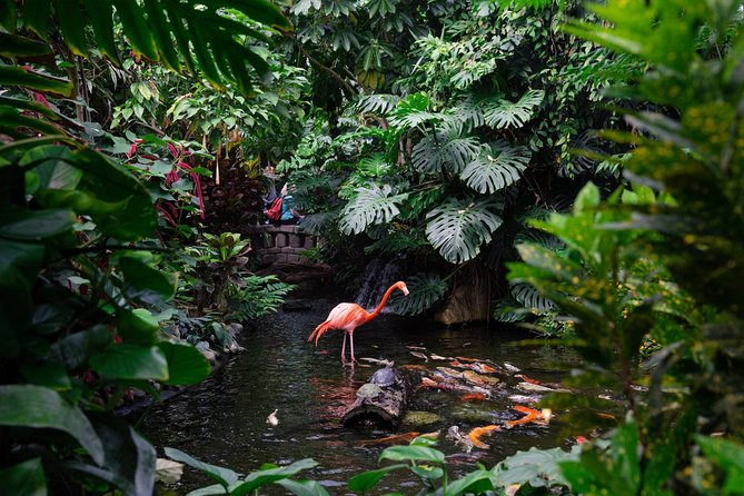Victoria Butterfly Gardens Ticket - A small tropical world near Victoria