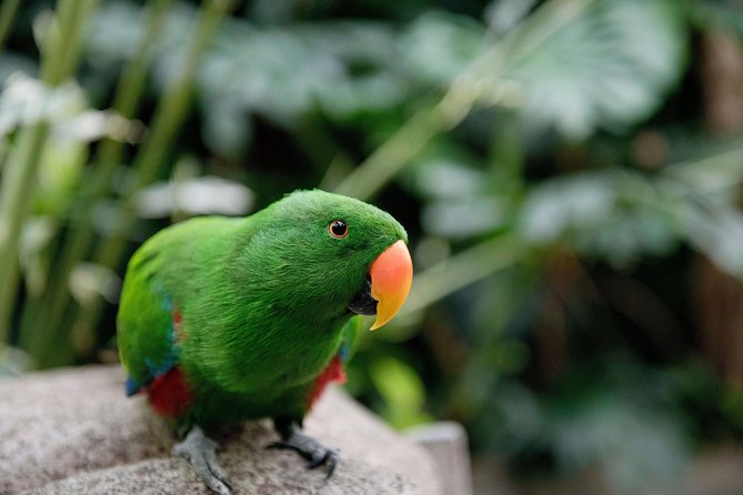 Victoria Butterfly Gardens Ticket - The tropical climate is part of the visit