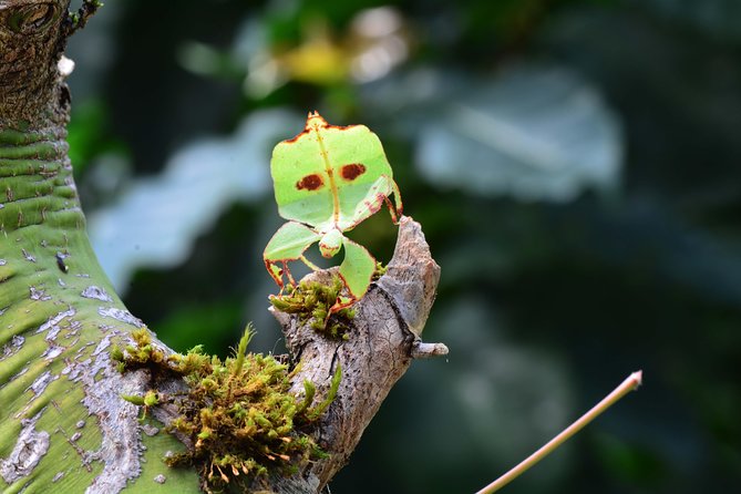 Victoria Butterfly Gardens Ticket - A good stop with Butchart Gardens
