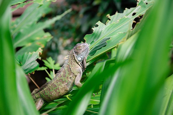 Victoria Butterfly Gardens Ticket - How long should you stay?