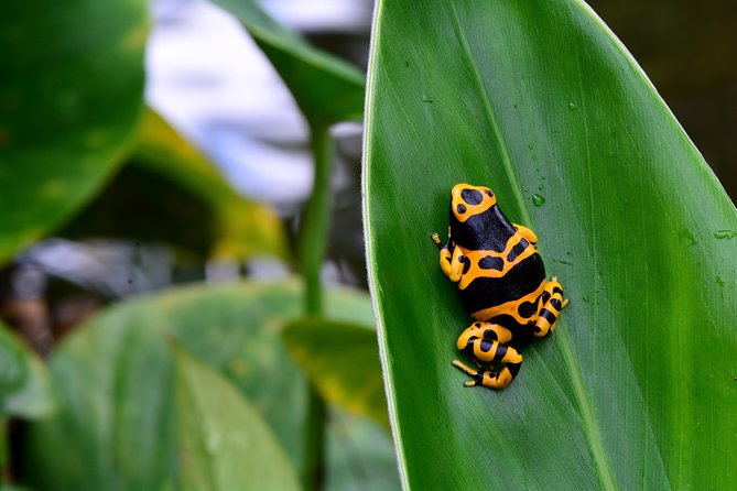 Victoria Butterfly Gardens Ticket - Photography and quiet moments