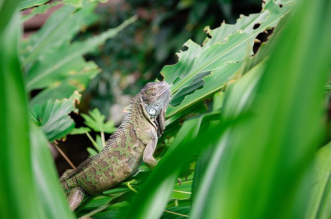 Victoria Butterfly Gardens Ticket - Is $15.77 a fair price?