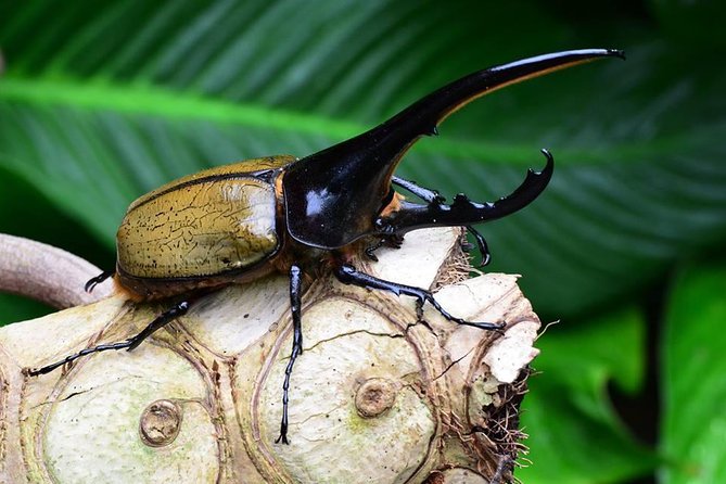 Victoria Butterfly Gardens Ticket - Why the insectarium matters