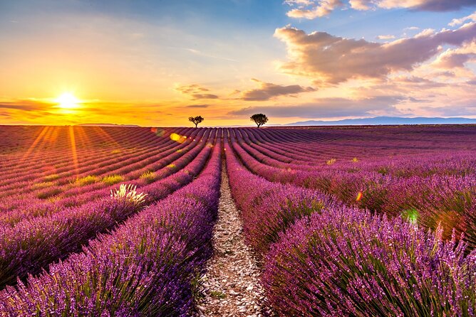 Visit the lavender fields, the Gorges du Verdon and Moustiers. - Why this private Provence day works