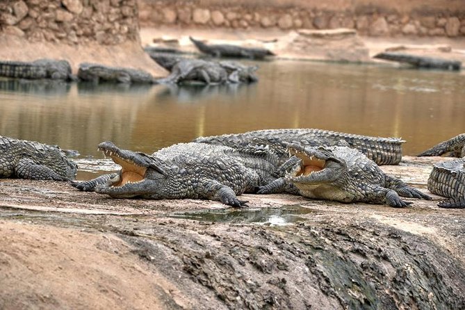 Visite the Crocodiles Park and Botanic garden - Crocopark’s 300 Nile crocodiles