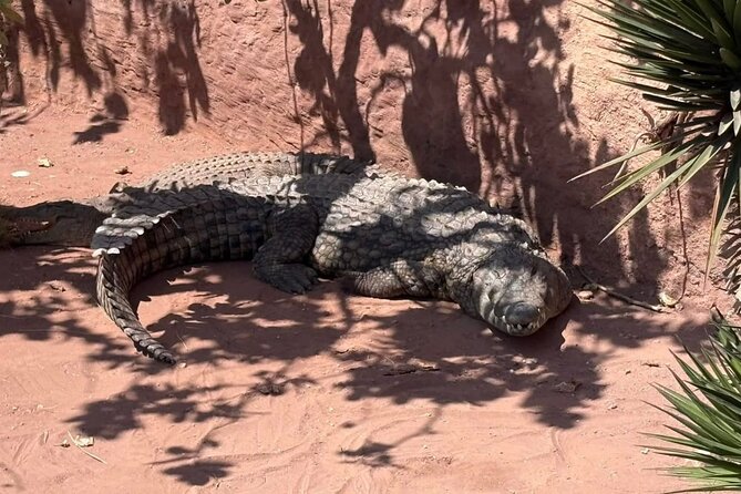 Visite the Crocodiles Park and Botanic garden - What the 90-minute visit feels like