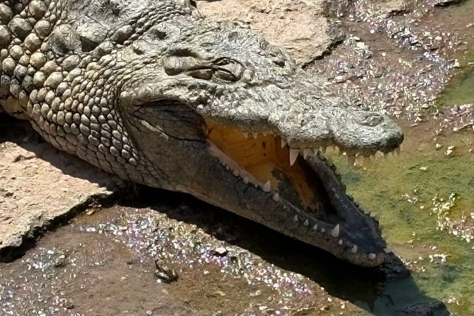 Visite the Crocodiles Park and Botanic garden - How the price works