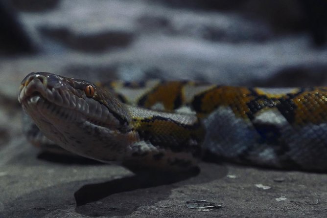 Visite the Crocodiles Park and Botanic garden - Practical details before you book