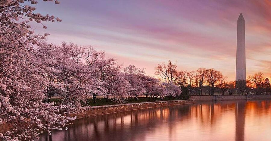 Washington: Cherry Blossom Tour - A smart way to see Washington in cherry blossom season