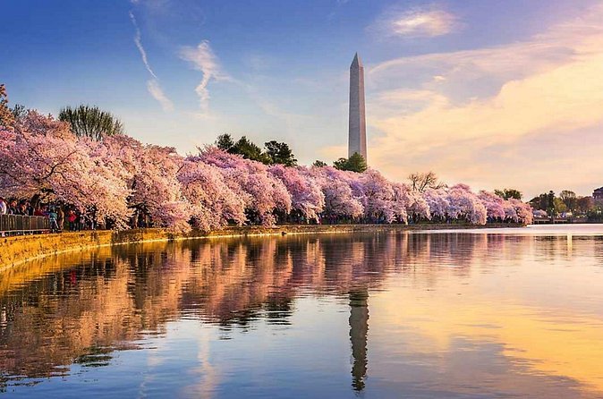 Washington D.C. Cherry Blossom,Baltimore 3-Day Tour from Boston - Two Hours At The Wharf For Lunch And Waterfront Time