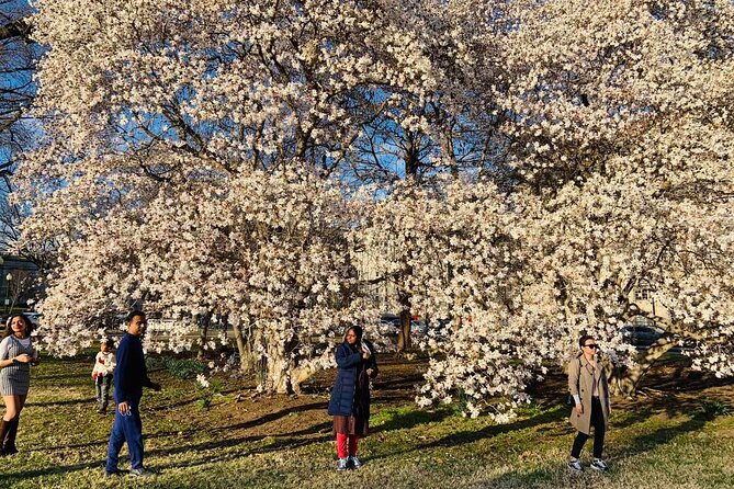 Washington D.C. Cherry Blossom,Baltimore 3-Day Tour from Boston - East Potomac Park And The Hains Point Loop