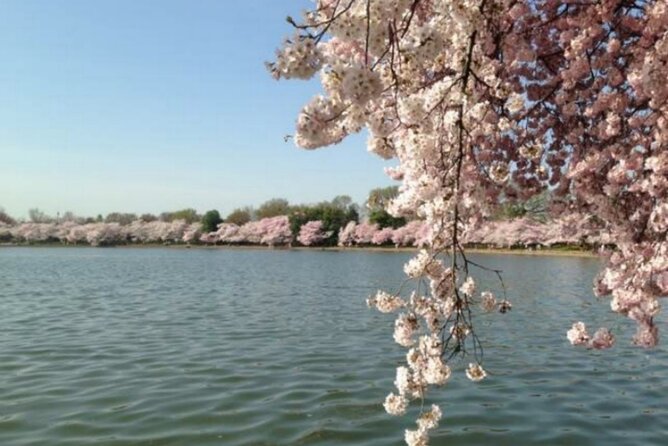 Washington D.C. Cherry Blossom,Baltimore 3-Day Tour from Boston - How The Transportation And Group Pace Affect The Day