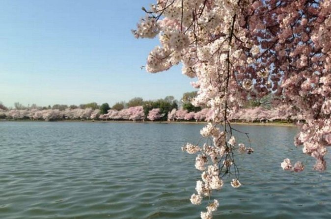 Washington D.C. Cherry Blossom,Baltimore 3-Day Tour from Boston - What The $499 Price Really Covers