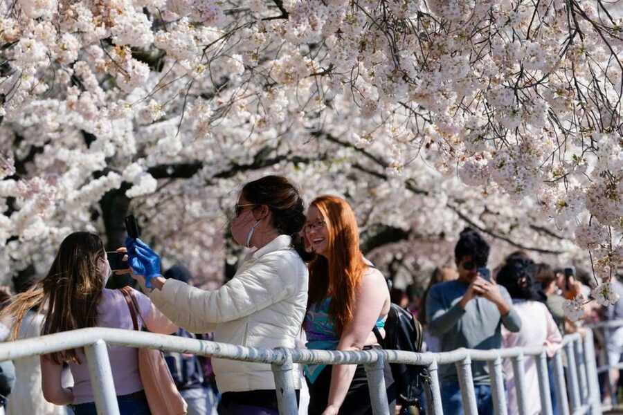 Washington DC: Cherry Blossom Walking Tour - Why the Tidal Basin is the right place to begin