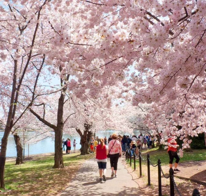 Washington DC: Cherry Blossom Walking Tour - The guide makes the difference