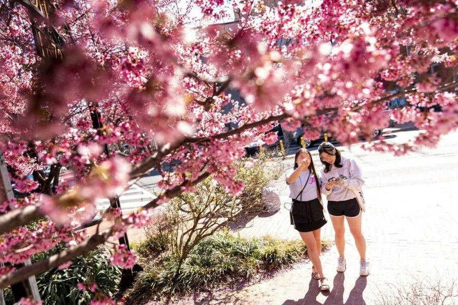 Washington DC: Cherry Blossom Walking Tour - The real cost at $45 per person