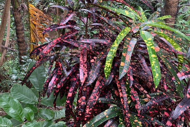 Welchman Hall Gully, Hunte’s Garden and Peg Farm Family Day - What Mike adds to the day